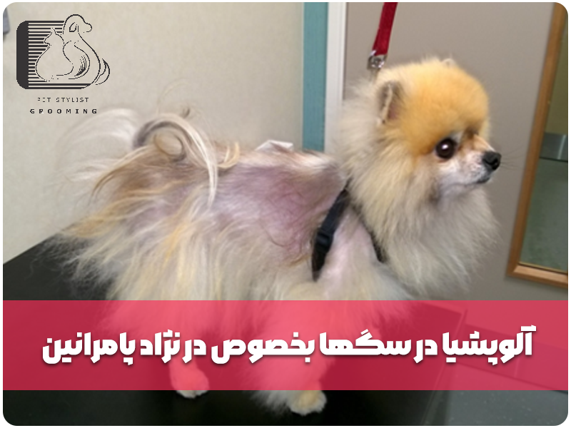 آلوپشیا در سگها بخصوص در نژاد پامرانین